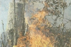 Waldbrand Amorbach-2