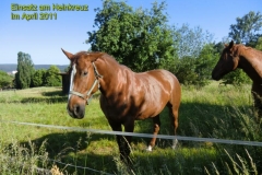 2011_Kreuzpflege_(1)