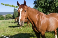 2011_Kreuzpflege_(2a)
