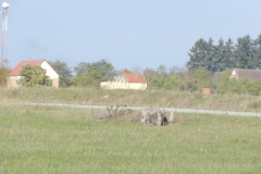 DSCN1333