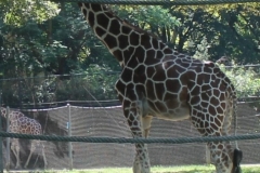 zeltlager_2013_zoo_10_20160522_1829050504