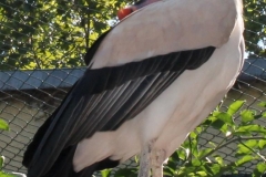zeltlager_2013_zoo_12_20160522_1625490374