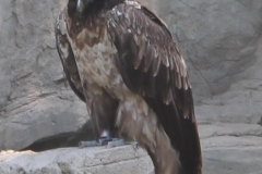 zeltlager_2013_zoo_13_20160522_1247125467