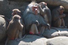 zeltlager_2013_zoo_22_20160522_2072825099