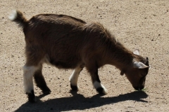 zeltlager_2013_zoo_38_20160522_1198133974